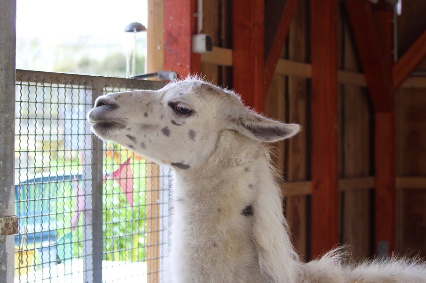 Unstrut-Lamas in Herbsleben