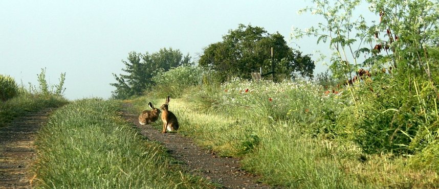 Feldhasen am Sommermorgen
