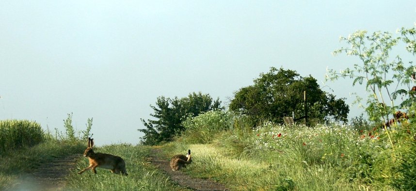 Feldhasen am Sommermorgen