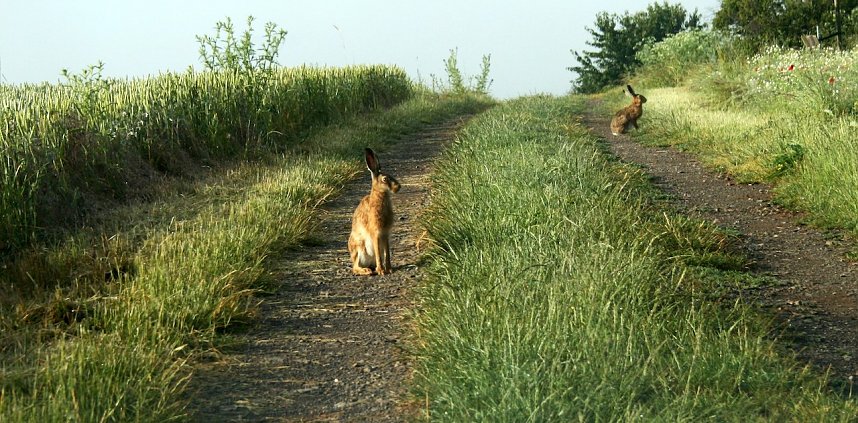 Feldhasen am Sommermorgen