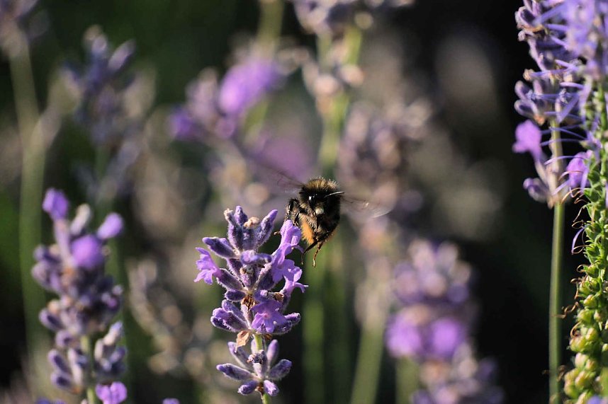 Unterwegs in Wald und Wiese