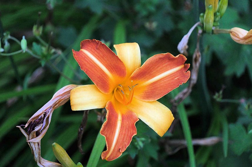 Unterwegs in Wald und Wiese