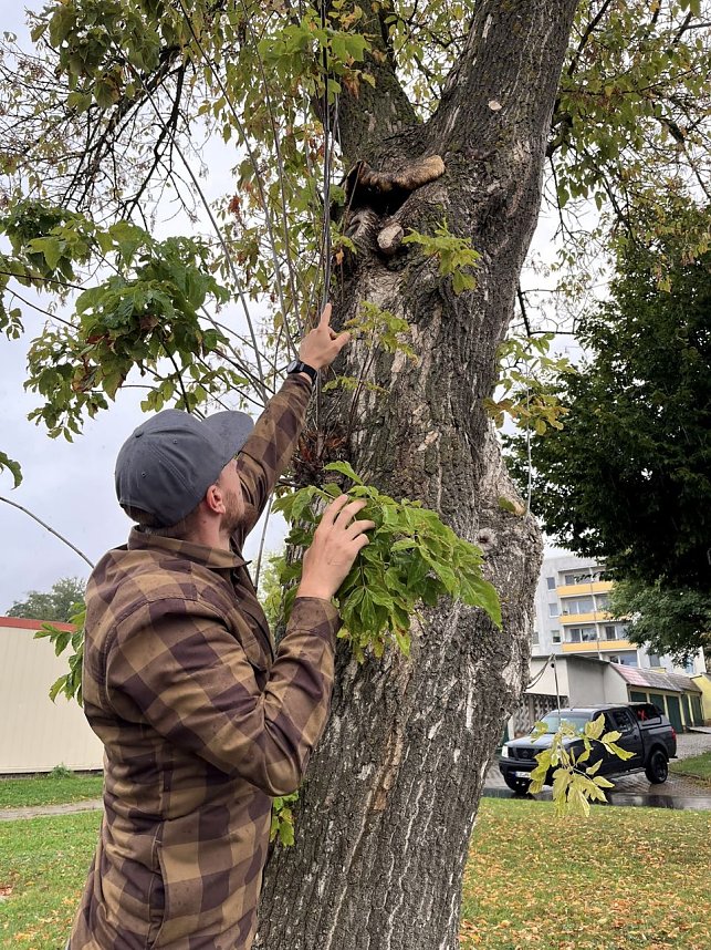 50 B&auml;ume m&uuml;ssen in Leinefelde und Worbis bis Ende Februar fallen