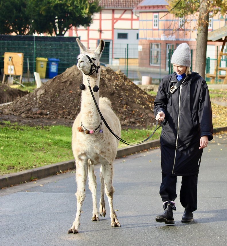 Unterwegs mit den Unstrut Lamas aus Herbsleben