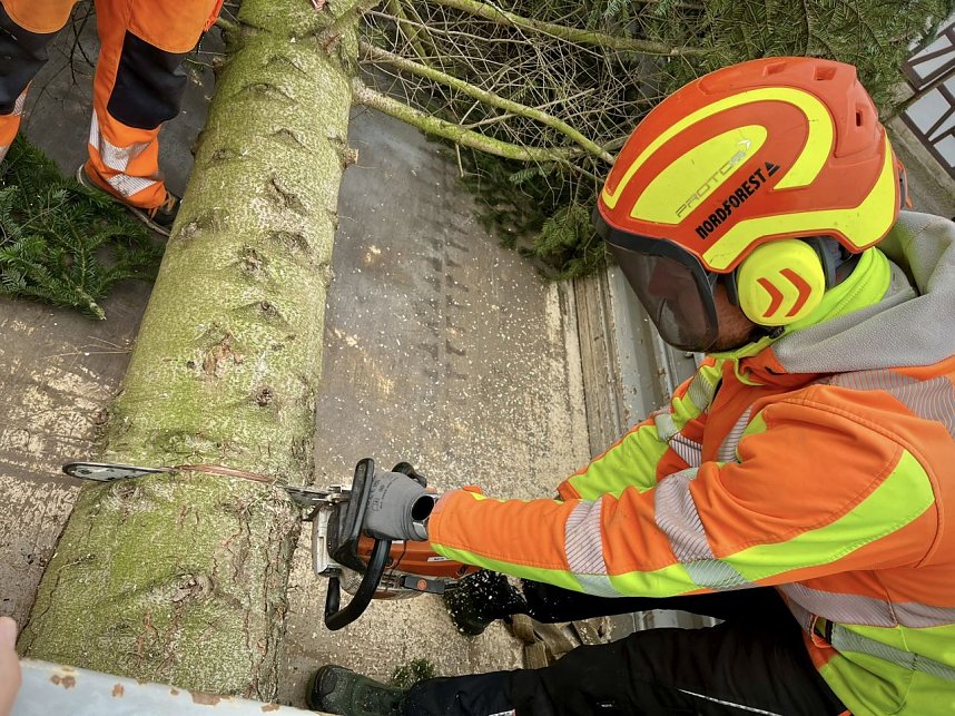 Der erste Weihnachtsbaum steht