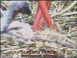 Die Vierte ist da...