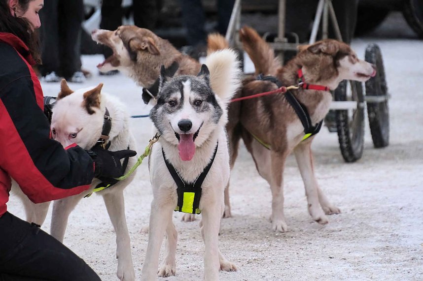 Hundeschlittenrennen im Harz