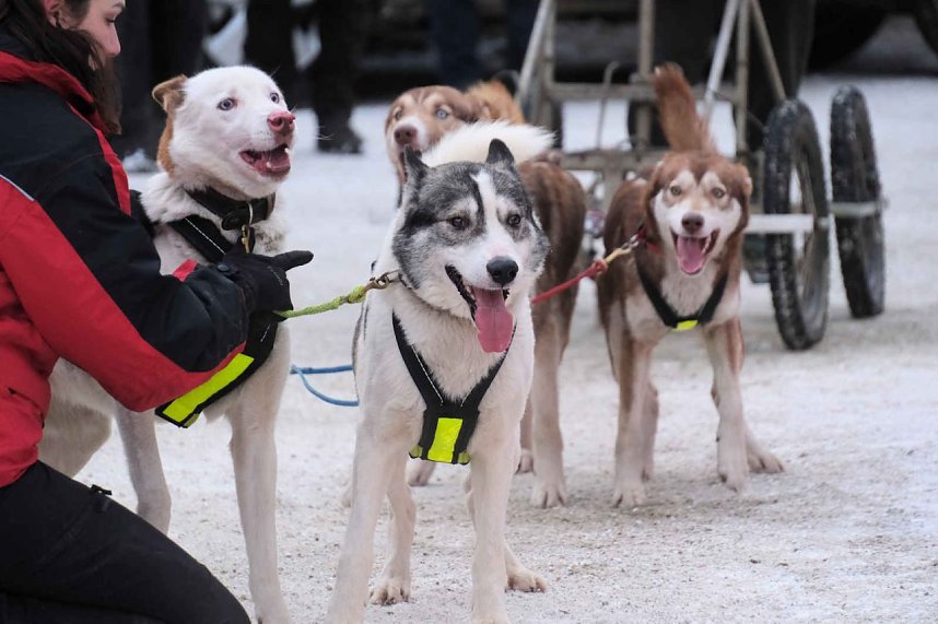 Hundeschlittenrennen im Harz
