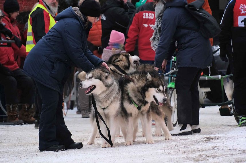 Hundeschlittenrennen im Harz