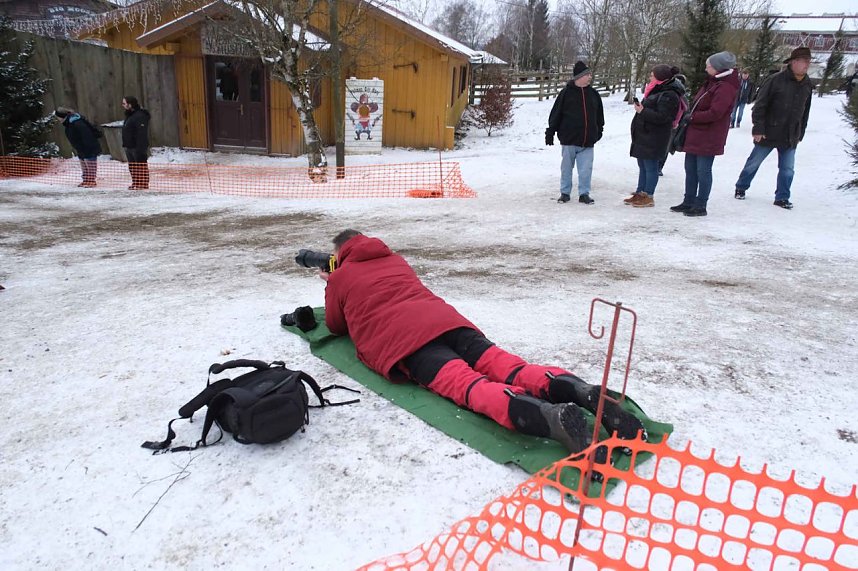 Hundeschlittenrennen im Harz