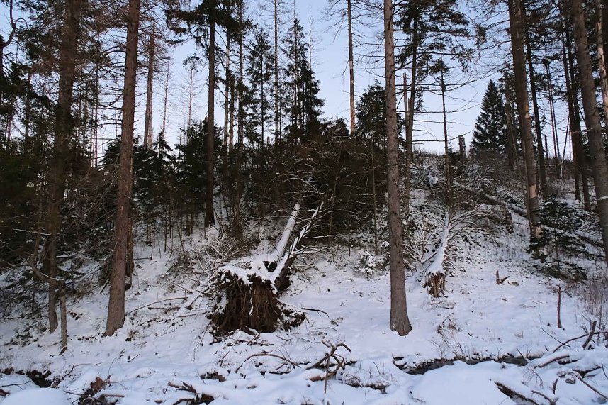 Winterlicher Harzausflug mit Kamera