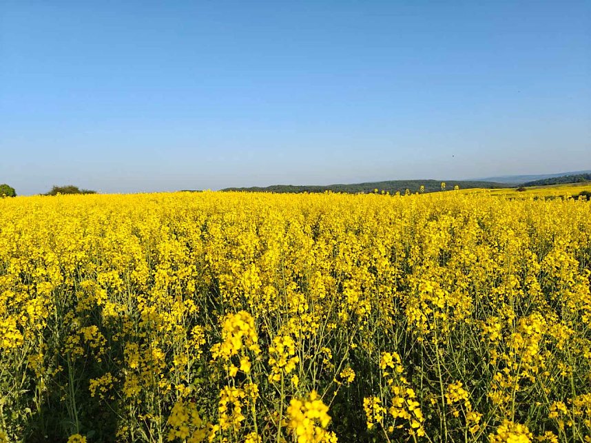 Gelbe Fr&uuml;hlingsstimmung