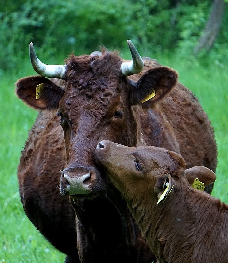 Kuh mit Kalb auf der Weide (2)