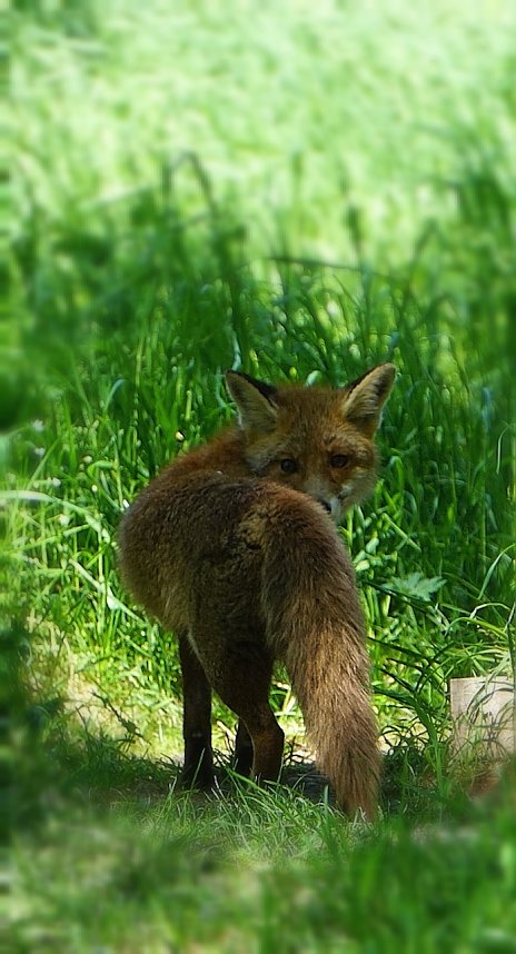Wundersch&ouml;ne Tierwelt