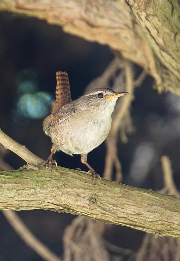 Wundersch&ouml;ne Tierwelt