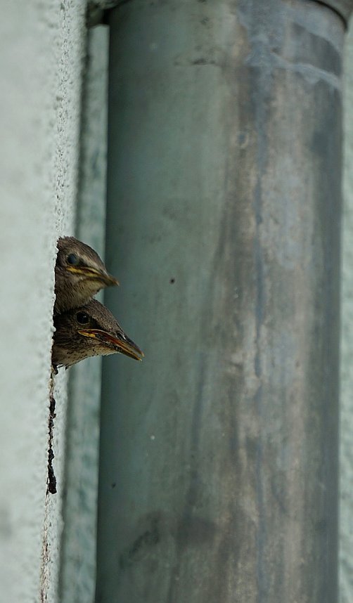 Wundersch&ouml;ne Tierwelt