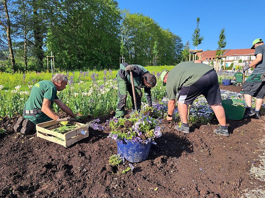 Neue Pflanzen ziehen auf dem Gel&auml;nde der Landesgartenschau ein.