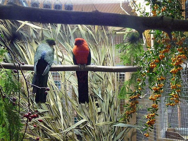 Vogelausstellung in Sondershausen
