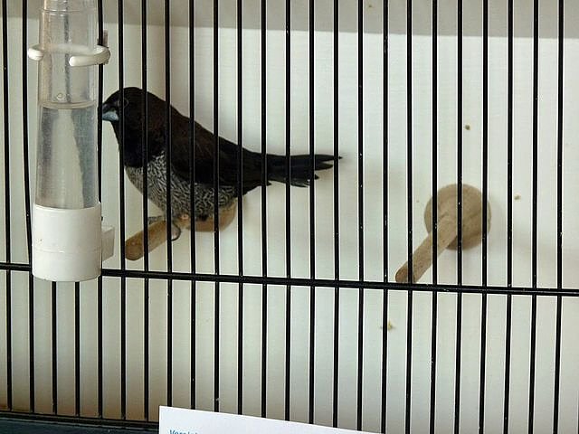 Vogelausstellung in Sondershausen
